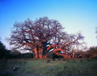 Baobab tree of Sagole in South Africa (3000 years)